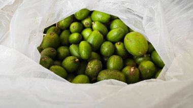 Plastic bag filled with fresh plucked green ambarella fruits. clipart