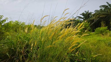 yabani çalı setaria knootroot bristlegrass çayırı 