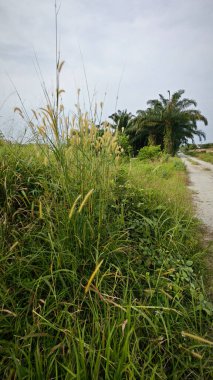 yabani çalı setaria knootroot bristlegrass çayırı 