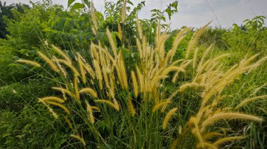 wild bushy meadow of setaria knootroot bristlegrass  clipart