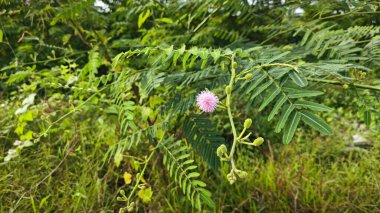 A tall giant sensitive mimosa pigra tree. clipart