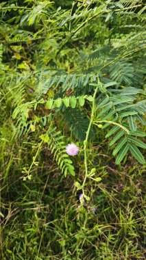 Uzun, hassas bir mimoza pigra ağacı..