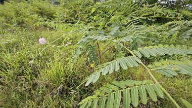Uzun, hassas bir mimoza pigra ağacı..