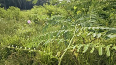 A tall giant sensitive mimosa pigra tree. clipart