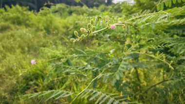 A tall giant sensitive mimosa pigra tree. clipart