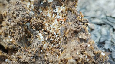 decomposition of wood dust the little red fire ants nest.  clipart