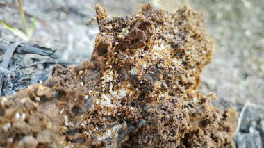 Ahşap tozunun çürümesi Küçük kırmızı ateş karıncaları yuvası. 