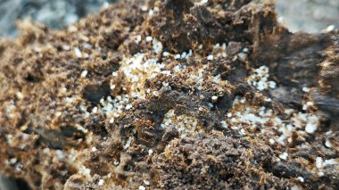 Ahşap tozunun çürümesi Küçük kırmızı ateş karıncaları yuvası. 