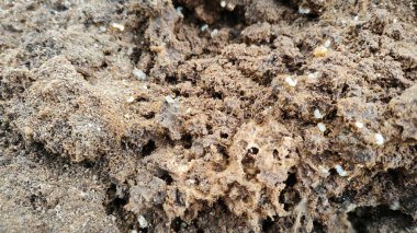 Ahşap tozunun çürümesi Küçük kırmızı ateş karıncaları yuvası. 