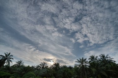 Kırsal yol çevresindeki geniş panoramik tarım manzarası.  
