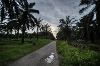 Kırsal yol çevresindeki geniş panoramik tarım manzarası.  