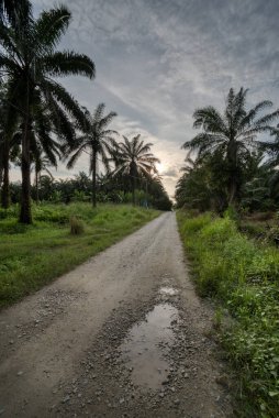 Kırsal yol çevresindeki geniş panoramik tarım manzarası.  