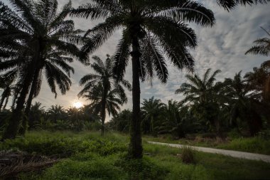 Kırsal yol çevresindeki geniş panoramik tarım manzarası.  