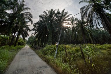 Kırsal yol çevresindeki geniş panoramik tarım manzarası.  