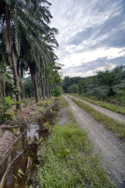 Kırsal yol çevresindeki geniş panoramik tarım manzarası.  