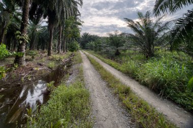 wide panoramic agriculture landscape scene around the vicinity of rural pathway road.   clipart