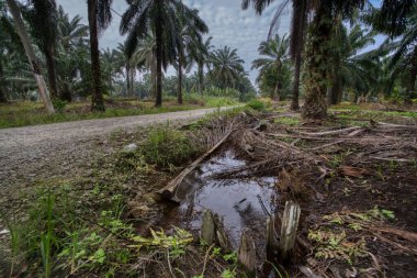 Kırsal yol çevresindeki geniş panoramik tarım manzarası.  