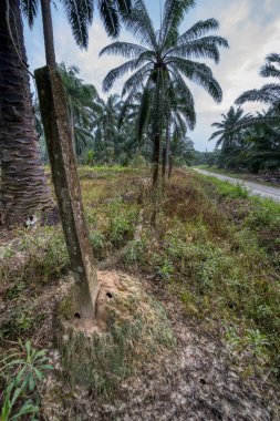 Kırsal yol çevresindeki geniş panoramik tarım manzarası.  