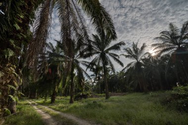 Kırsal yol çevresindeki geniş panoramik tarım manzarası.  