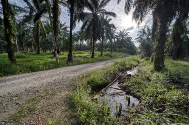 Kırsal yol çevresindeki geniş panoramik tarım manzarası.  