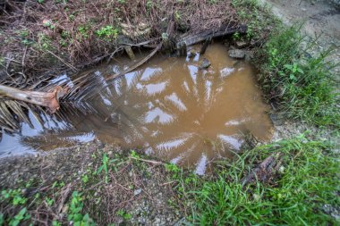Palmiye yağı tarlalarında su basmış durgun yağmur suyu.