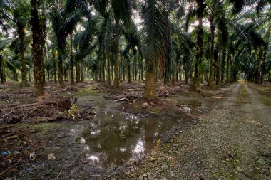 Palmiye yağı tarlalarında su basmış durgun yağmur suyu.