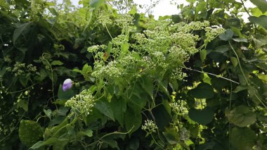 Bushes of climbing hempweed on the vegetation landscape. clipart