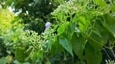 Bushes of climbing hempweed on the vegetation landscape. clipart