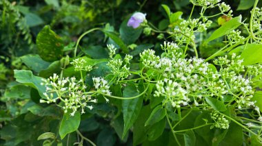 Bushes of climbing hempweed on the vegetation landscape. clipart