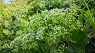 Bitki örtüsü üzerinde kenevir otlarına tırmanan çalılar.