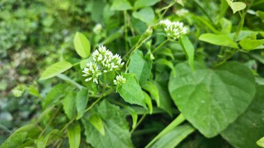 Bitki örtüsü üzerinde kenevir otlarına tırmanan çalılar.