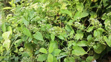 Bitki örtüsü üzerinde kenevir otlarına tırmanan çalılar.