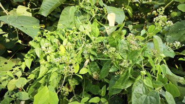 Bitki örtüsü üzerinde kenevir otlarına tırmanan çalılar.