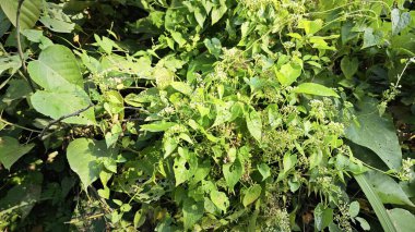 Bitki örtüsü üzerinde kenevir otlarına tırmanan çalılar.