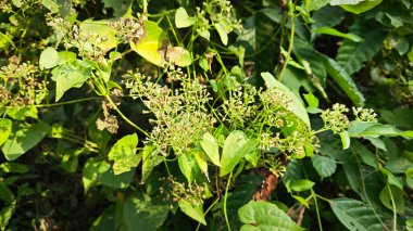 Bitki örtüsü üzerinde kenevir otlarına tırmanan çalılar.