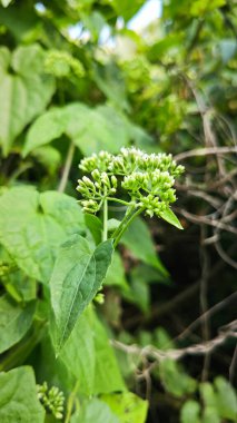 Bitki örtüsü üzerinde kenevir otlarına tırmanan çalılar.