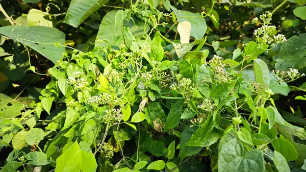 Bitki örtüsü üzerinde kenevir otlarına tırmanan çalılar.