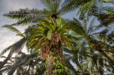 Yağ gövdesinde yetişen yabani kuş yuvasının yüksek açılı manzarası
