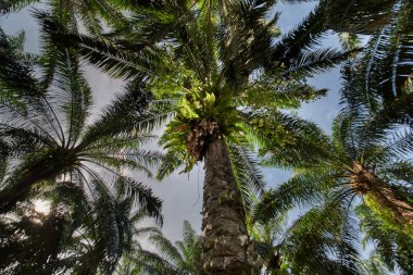 high angle view at the wild bird's nest fern growing on oil palm trunk clipart