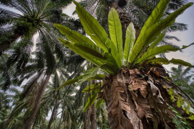 high angle view at the wild bird's nest fern growing on oil palm trunk clipart