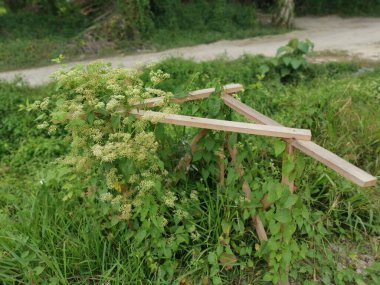 Bushes of climbing hempweed on the vegetation landscape. clipart