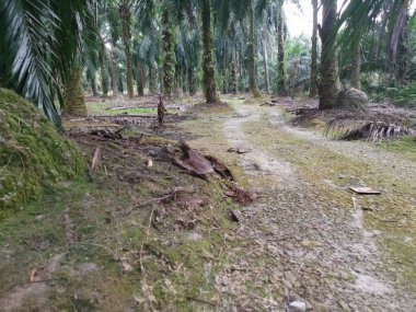 Çiftliğe giden kırsal toprak yolun düşük açılı görüntüsü. 