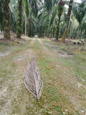 Çiftliğe giden kırsal toprak yolun düşük açılı görüntüsü. 