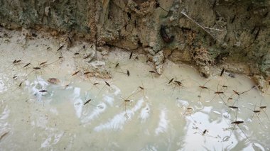 lots of Water strider insects walking on the chalky water surface. clipart