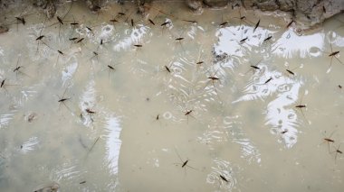 lots of Water strider insects walking on the chalky water surface. clipart