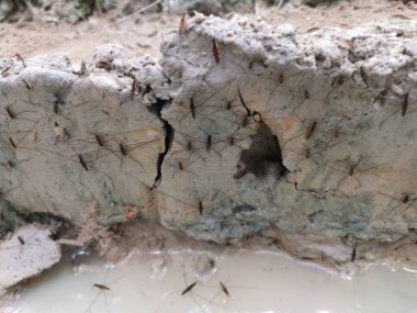 Bir sürü su böceği tebeşir gibi su yüzeyinde yürüyor..