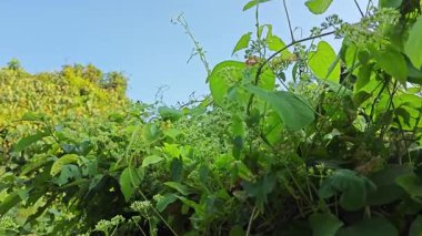 Bitki örtüsü üzerinde kenevir otlarına tırmanan çalılar. 