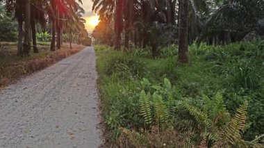 Çiftliğe giden kırsal toprak yolda gün batımı sahnesi. 