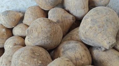 Bir demet çiğ tüberli jimaca şalgam sebzesi.