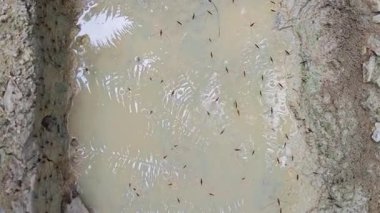 Bir sürü su böceği tebeşir gibi su yüzeyinde yürüyor..